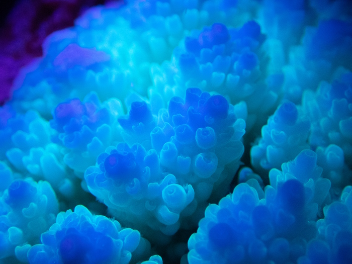 «&nbsp;Réchauffé sous UV&nbsp;» © Théo Guillaume