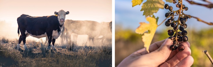 Agriculture et réchauffement climatique