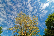 Altocumulus © Patrick Pichard - Météo-France