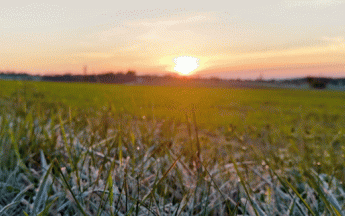 Nombreuses gelées cette fin de nuit, comme ici en Alsace.