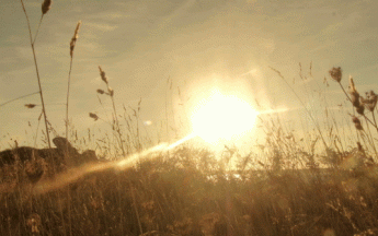 L'année 2020 pourrait être parmi les années les plus plus chaudes mesurées en France