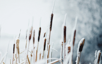 Fortes gelées printanières - illustration