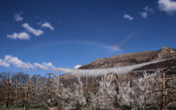 La végétation en danger par les gelées printanières