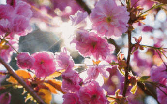 Printemps - Illustration