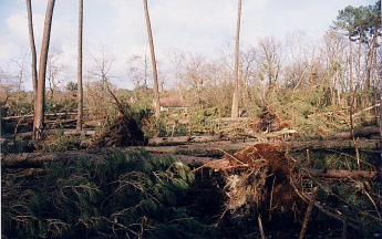 Dégâts provoqués par la tempête Lothar en France