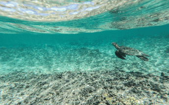Journée mondiale de l’océan : mers et océans vulnérables au réchauffement 