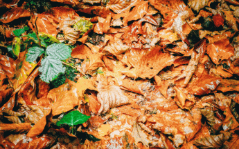 Un début d'automne marqué par la fraîcheur