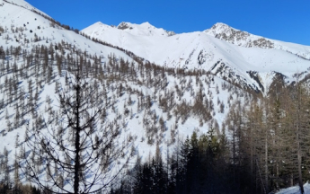 Massif du Mercantour (06) bien enneigé dès les forêts de Mélèzes (secteur de Castérino).