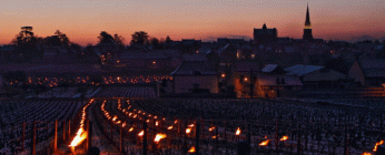 Lumignons dans les vignes à Meursault (21).