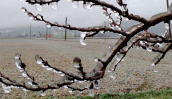 Dépôt de verglas sur des branches. © Infoclimat / Sim26