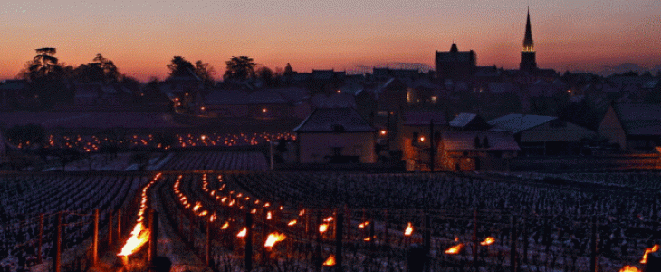 Lumignons dans les vignes à Meursault (21).