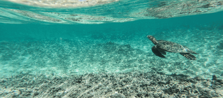 Journée mondiale de l’océan : mers et océans vulnérables au réchauffement 