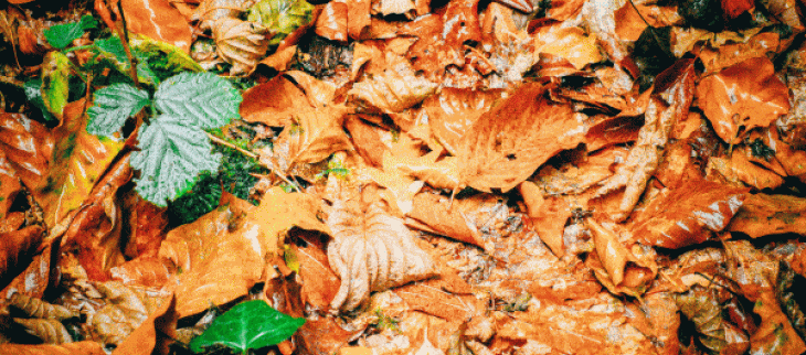 Un début d'automne marqué par la fraîcheur