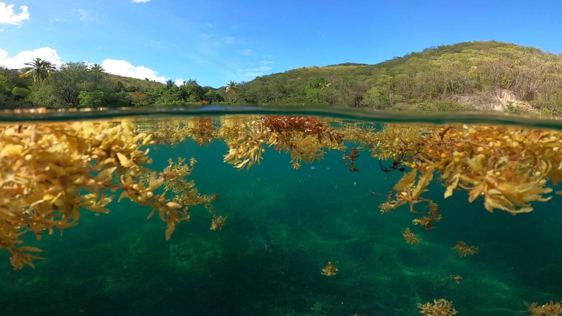 Guadeloupe – Sargasses au large de la petite plage de Malendure par Laurence Delanoë