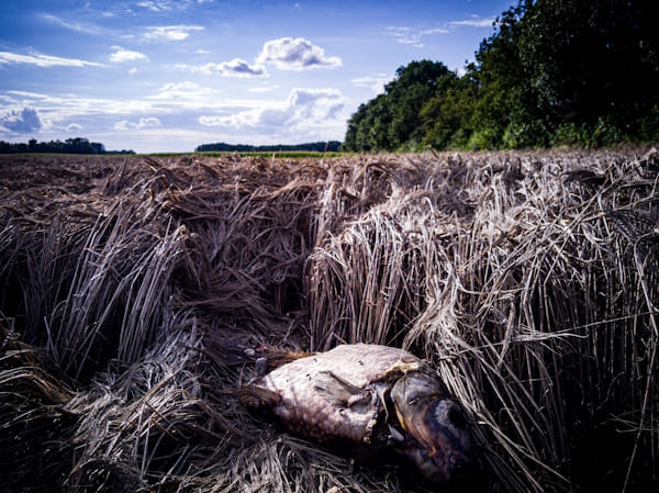 « Moisson de carpes » © Nicolas Renaud 